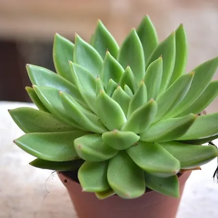 Gæstehus Studio In 3*